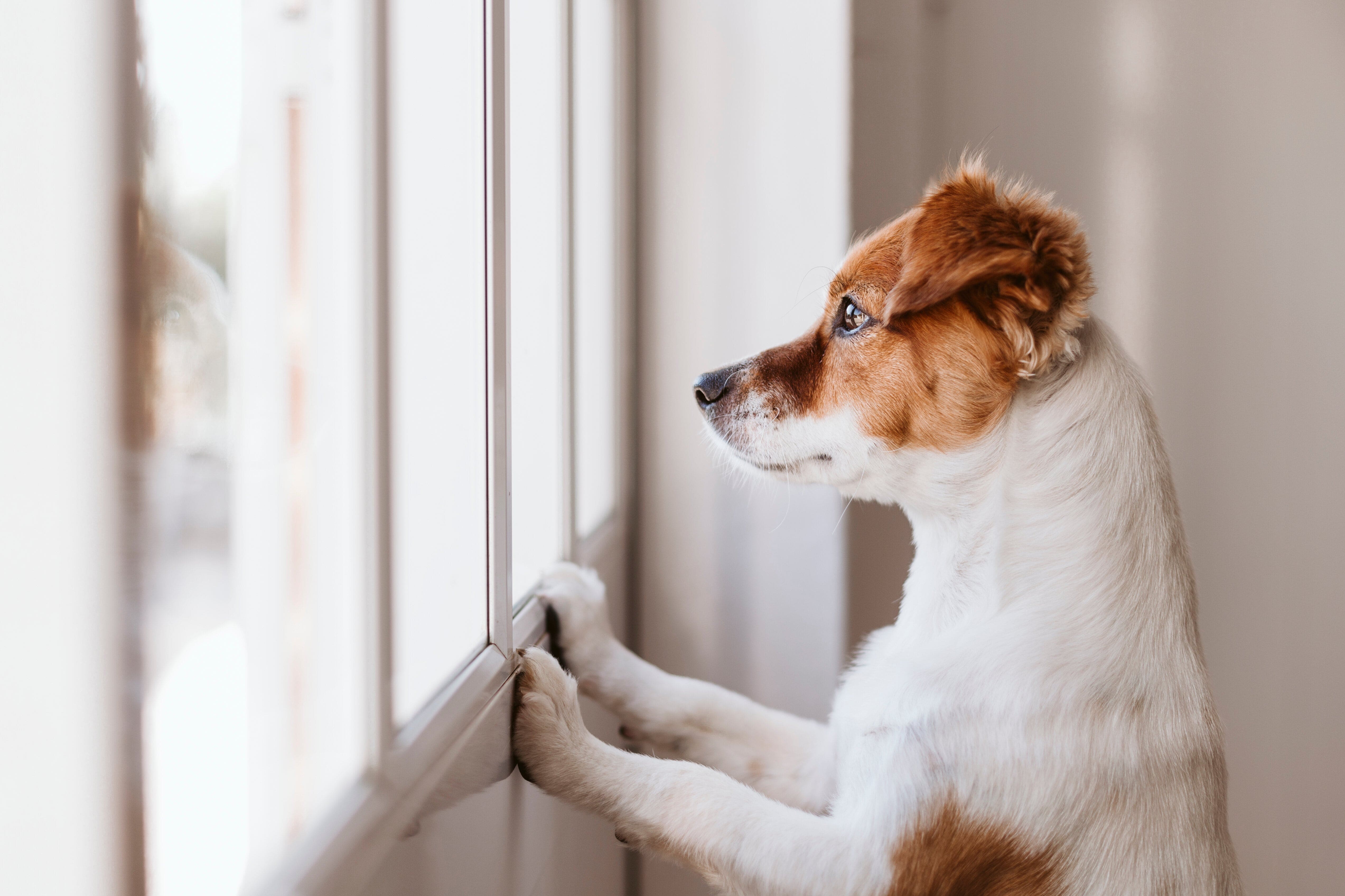 How To Manage Your Puppy’s Separation Anxiety
