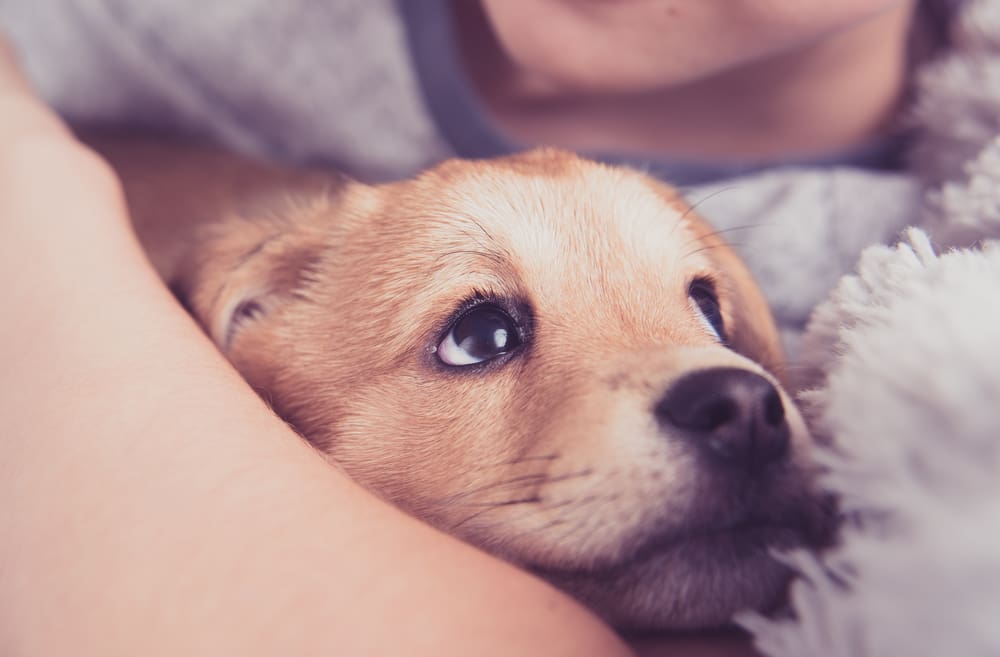 How to Tell that Your Puppy Loves You
