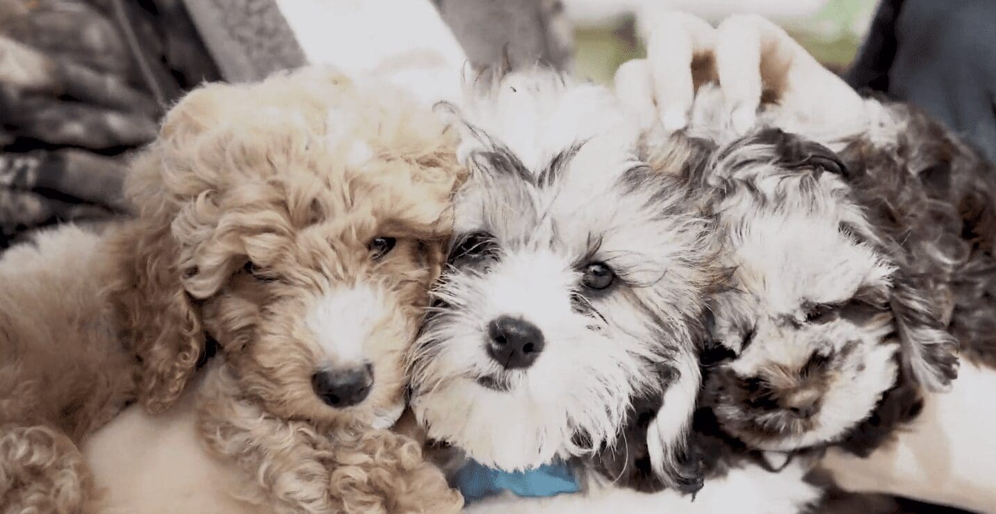 Pet Store Banner