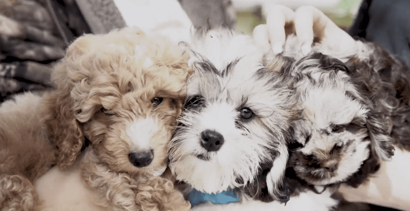 Petland Puppies Visit the Ann Storck Center