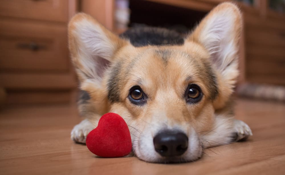 Celebrate Valentine’s Day With Your Puppy