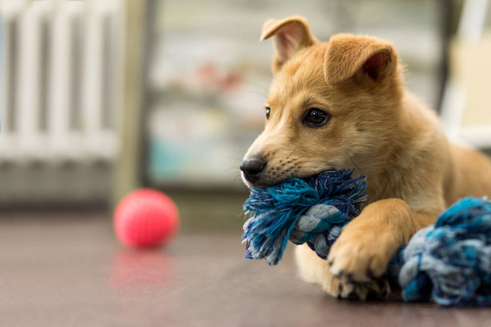 10 Fun House Games to Play with Your Puppy