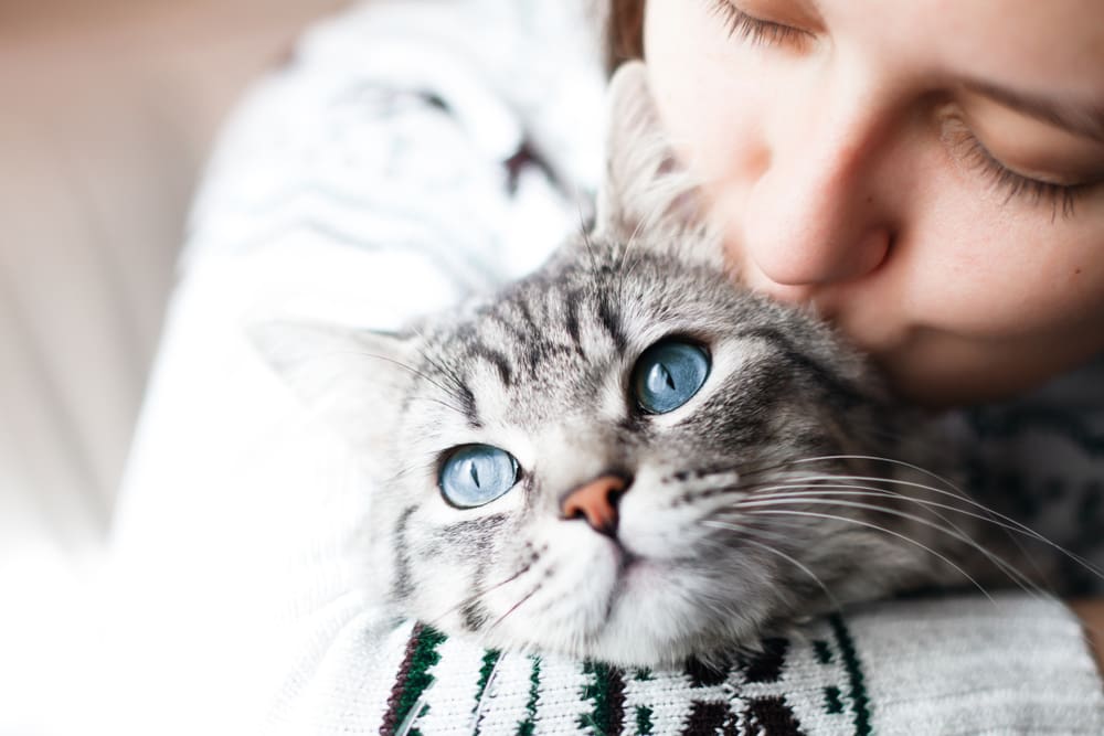 5 Signs that Your Cat is Happy
