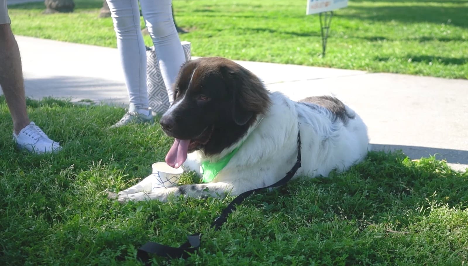 Petland Miami Participates in Walkathon