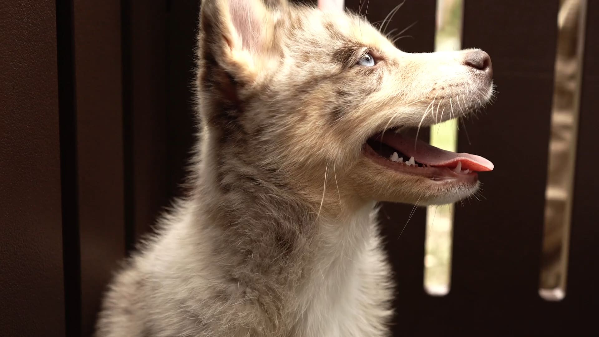 Petland Attends Dog Day Afternoon