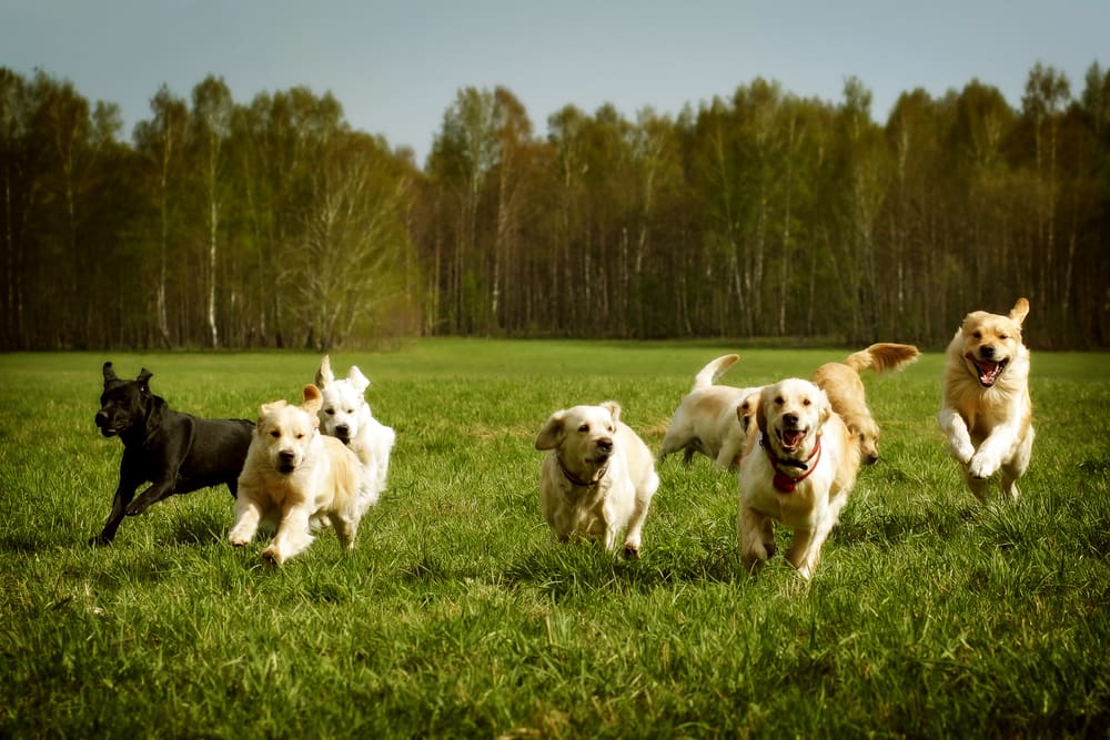 5 Best Puppy Breeds for Runners and Active People