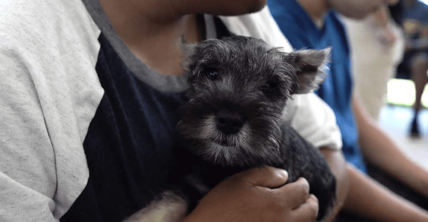 Petland Puppies Visit Friends at WOW Center