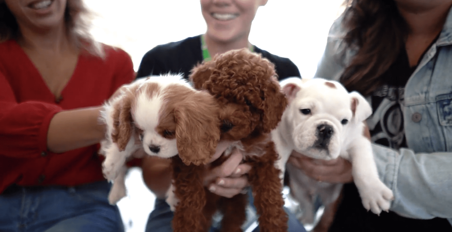 Petland Puppies at the WOW Center