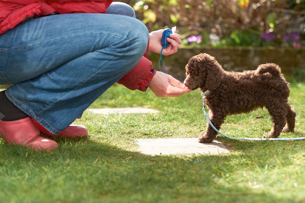 Fun and Easy Tricks to Teach Your Puppy