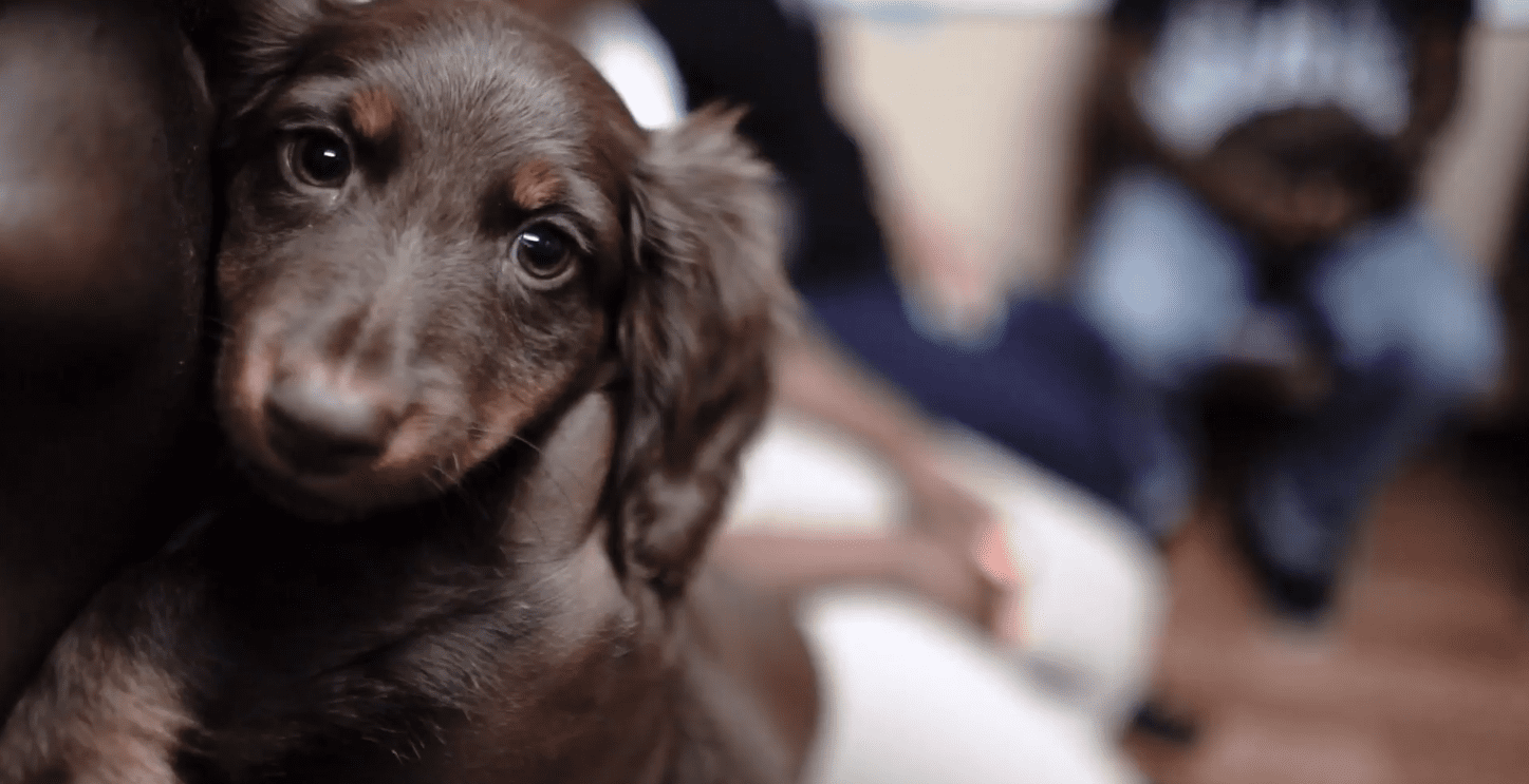 Petland Community Connections for Life