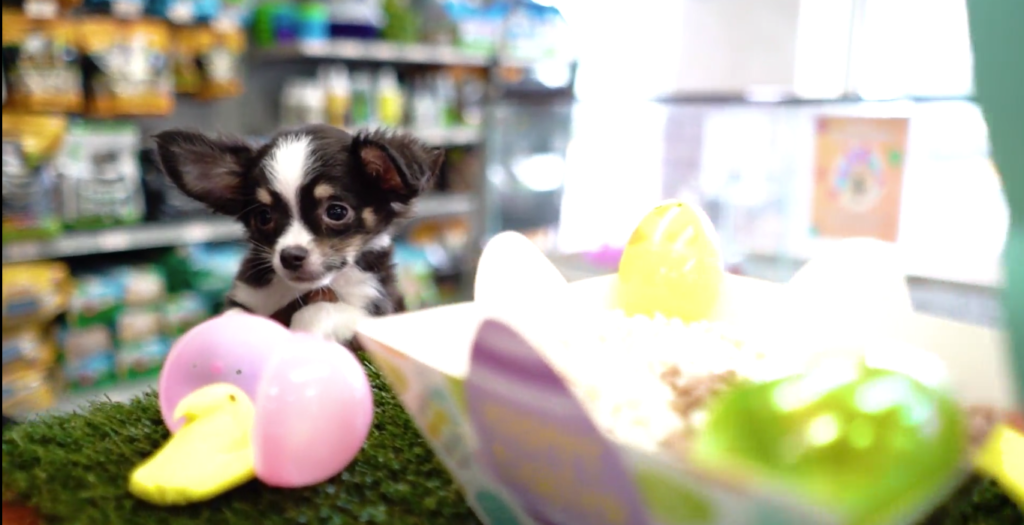 Petland Celebrates Easter with Egg Paint Blast