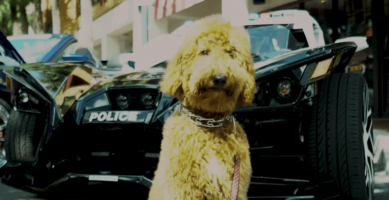 Petland Attends Cars For A Cure