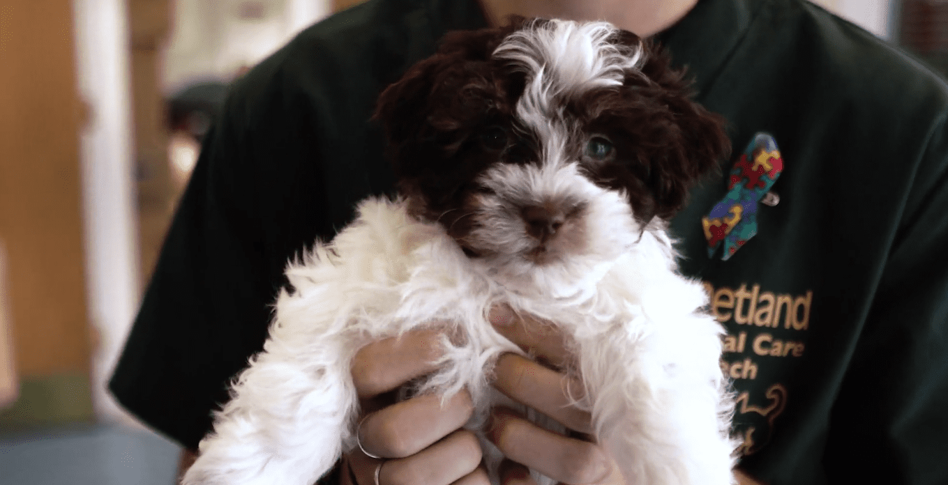 Petland Goes to Senior Community Center