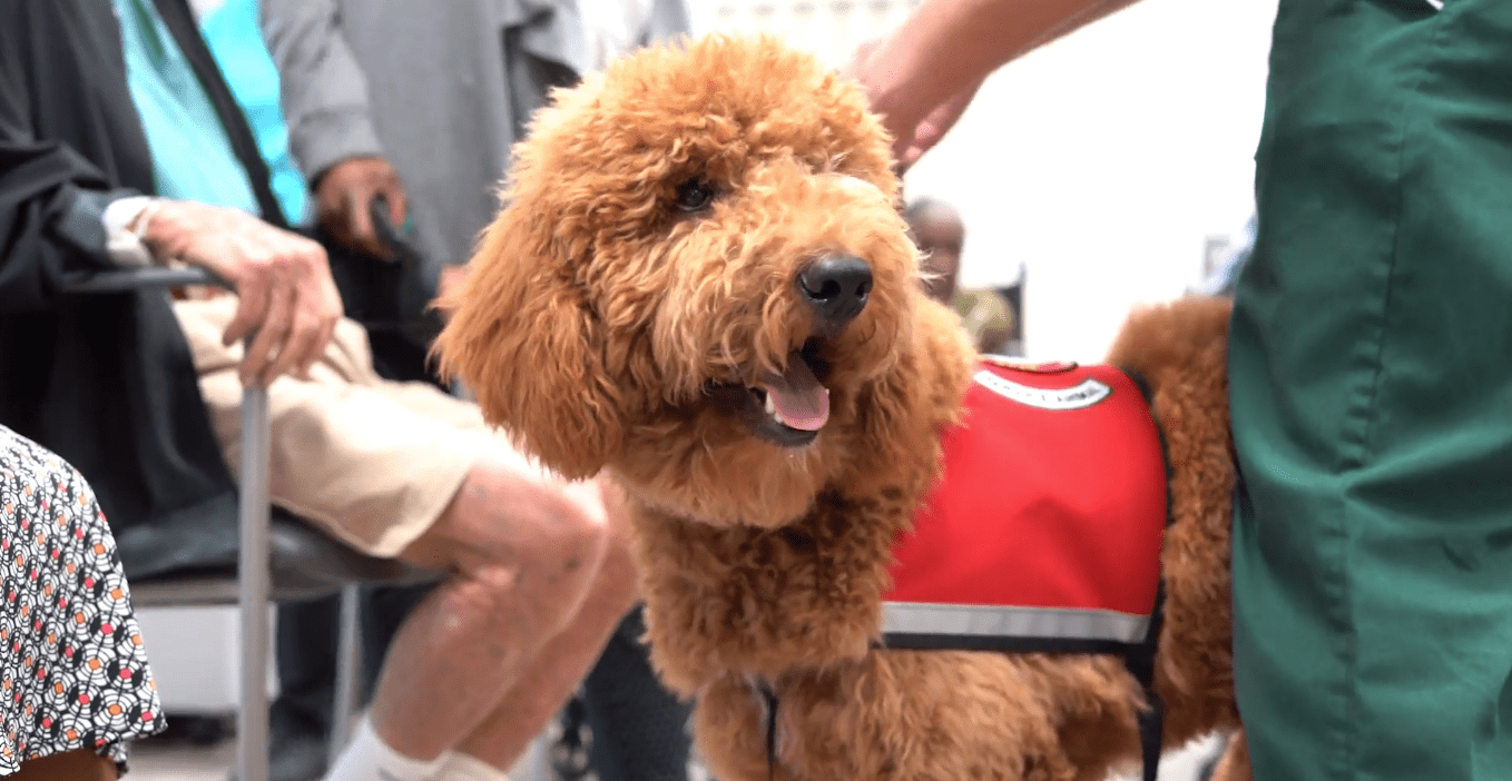 Petland Visits Memorial Adult Day Care