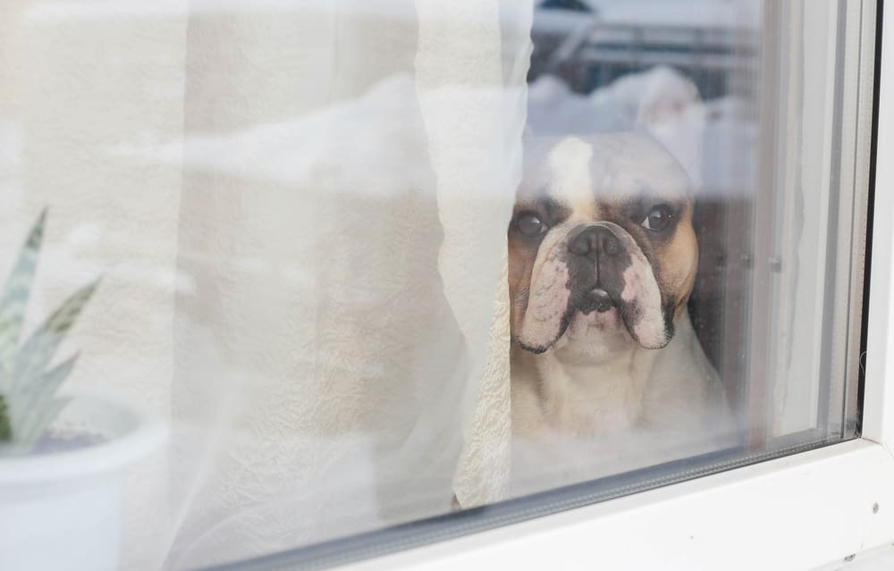 Top 10 Best Guard Dog Breeds