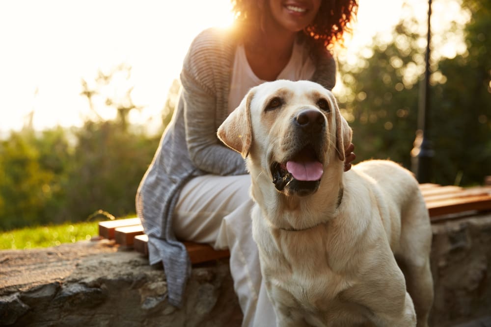 10 Most Popular Dog Breeds for Moms