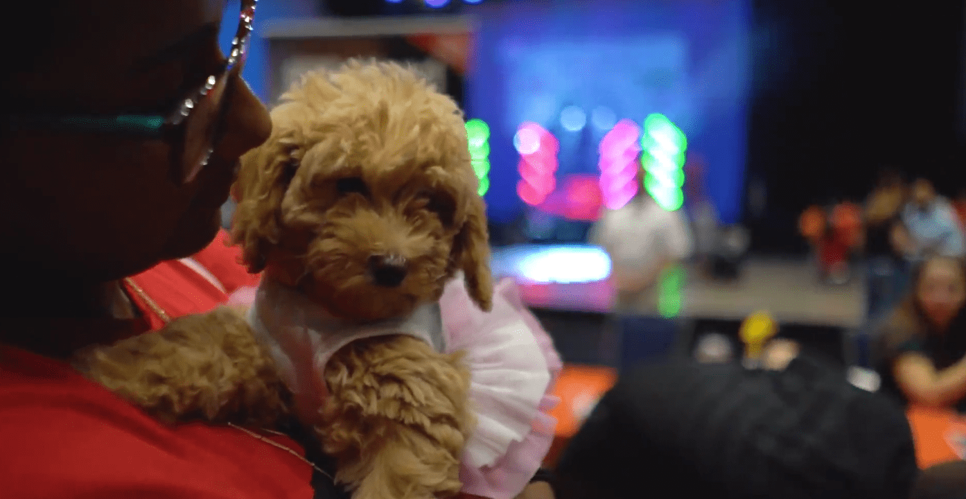 Petland Celebrates Pines Day