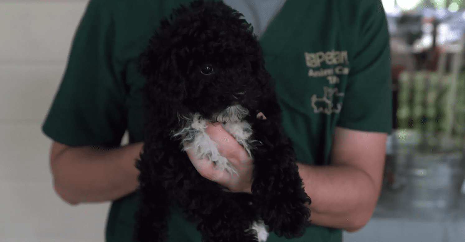 Petland Puppies Joins Chambers Lunch