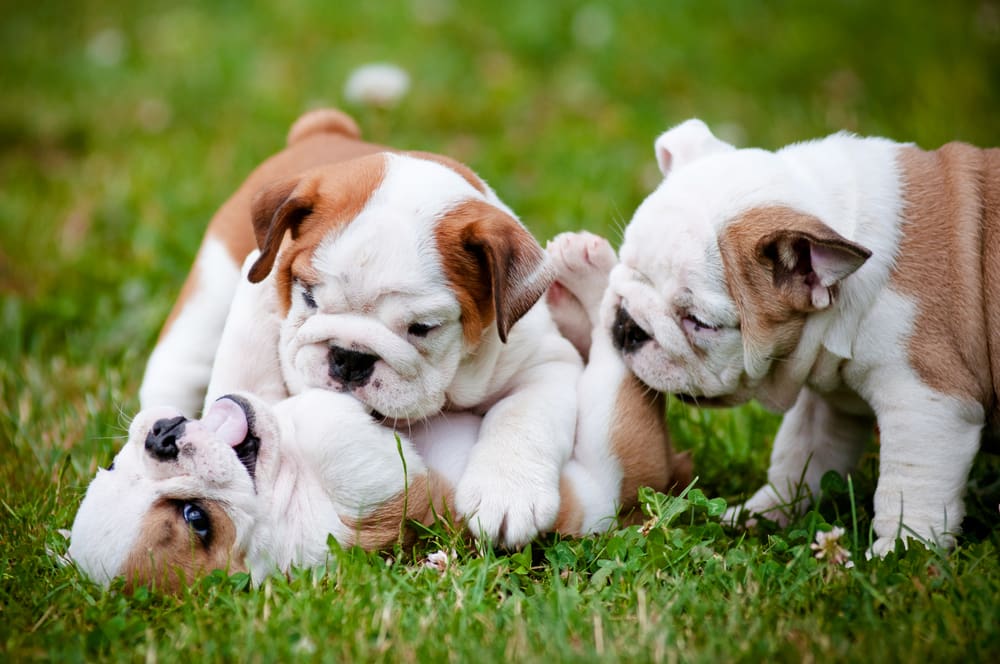 5 Common Puppy Playing Behavior