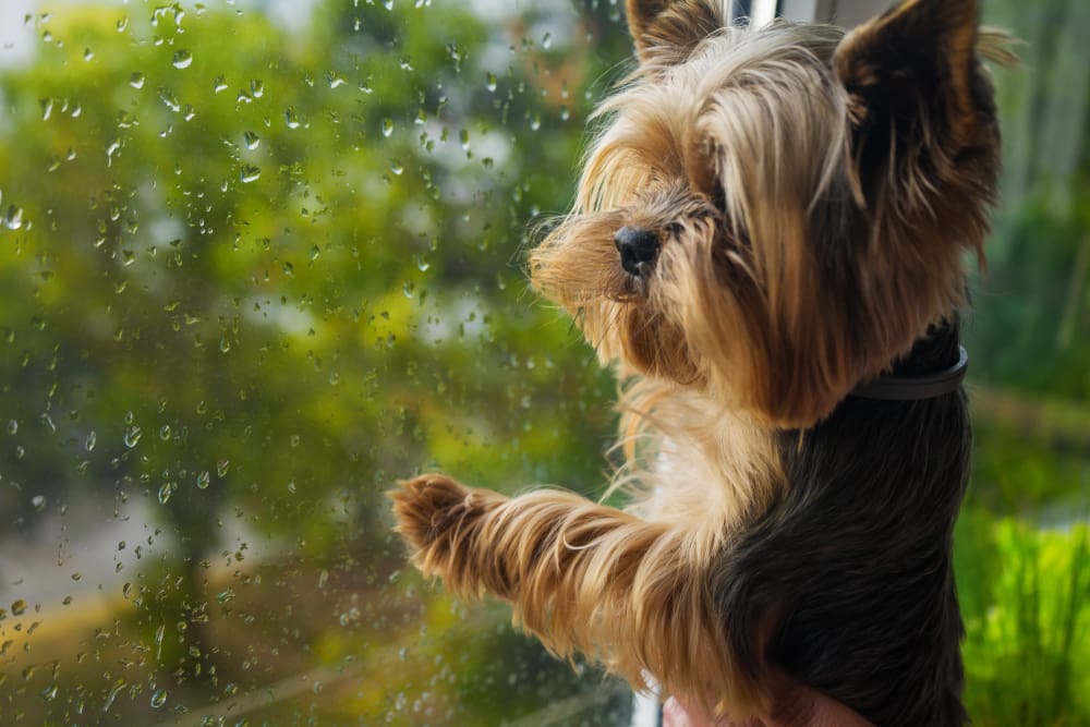 6 Hurricane Safety Tips for Your Puppy
