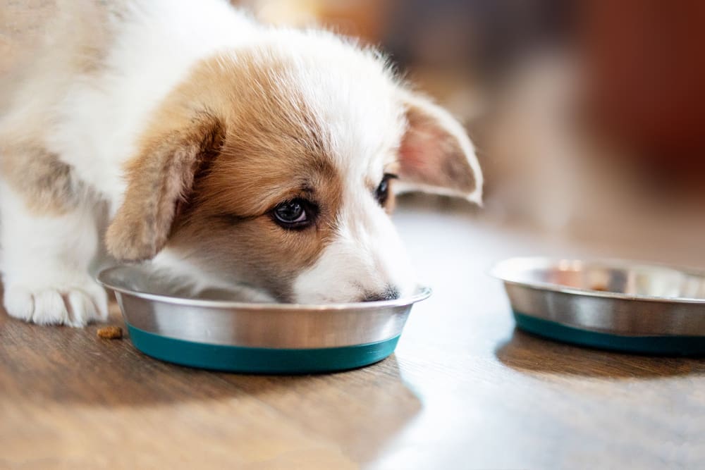 What To Do When Your Puppy Won’t Eat