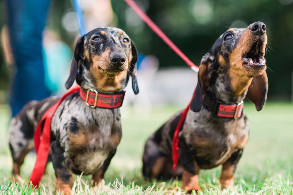 Tips on How to Stop Your Barking Puppy