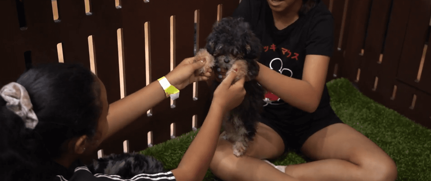 Petland Puppies Appear at SOFLO Event
