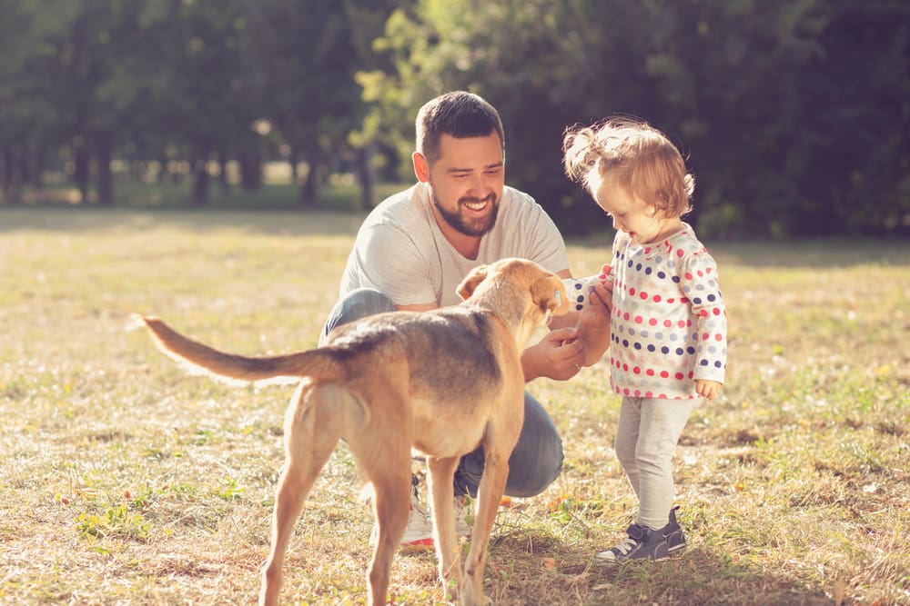 6 Dad-Like Dog Breeds for Father’s Day