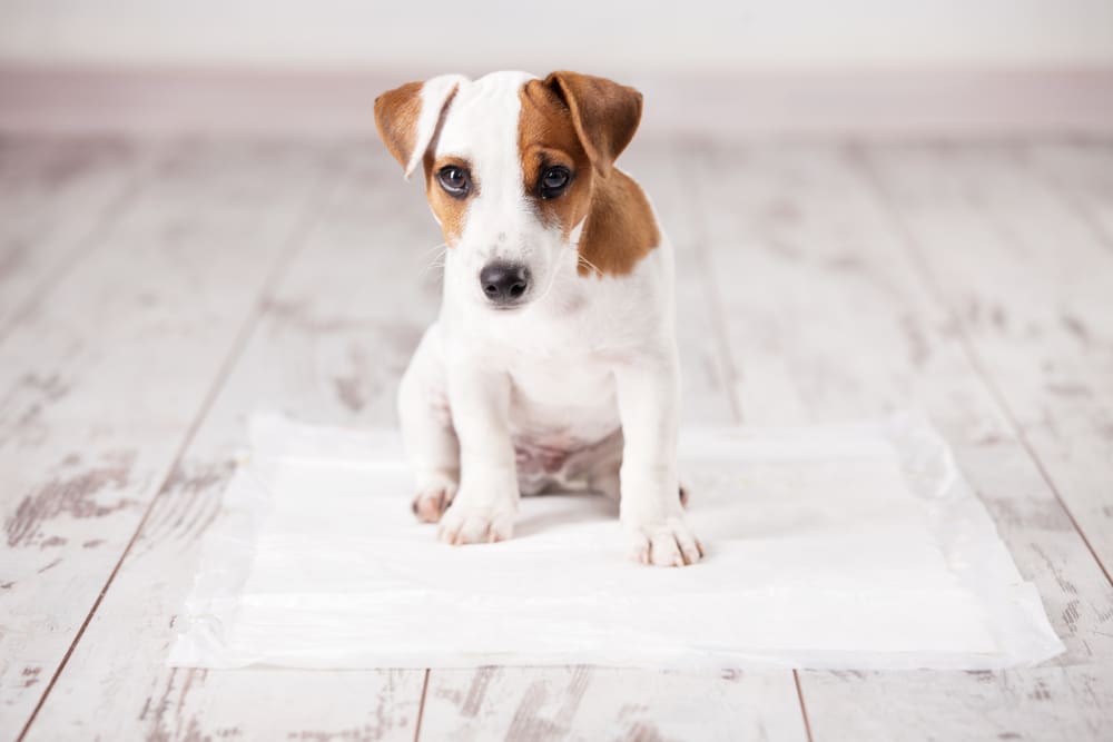 5 Ways You Can Puppy Proof Your House