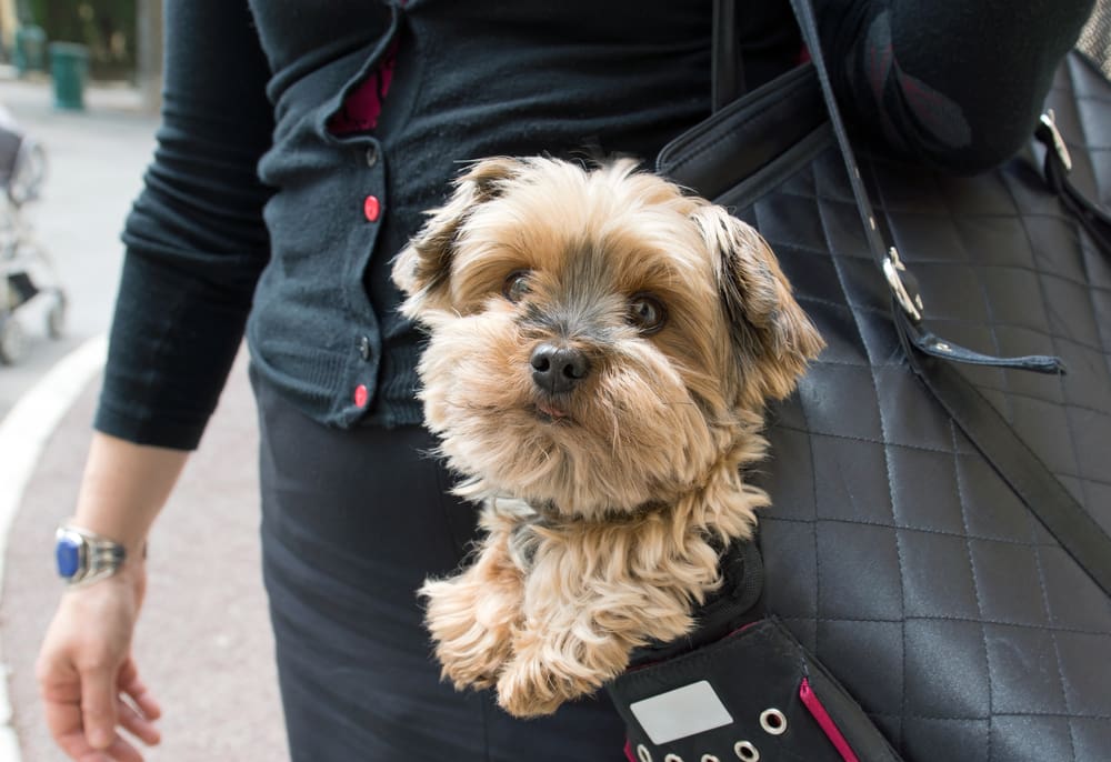 9 Puppy Essentials to Pack Before A Day Trip