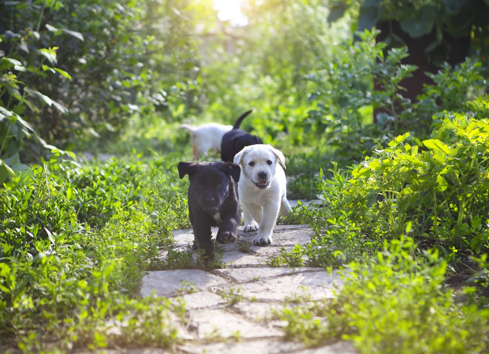 5 Summer Hazards for Your Puppy