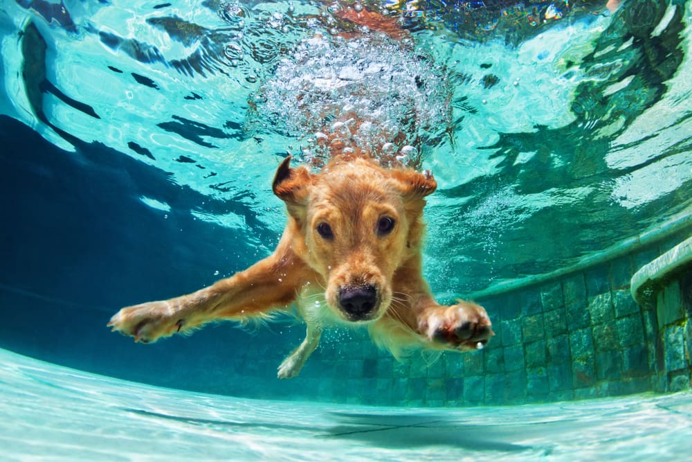 10 Summer Must-Haves For Your Puppy