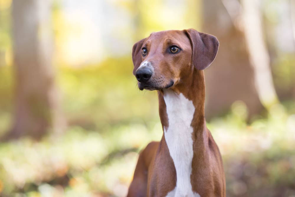 Petland Miami picture of beautiful Azawakh dog outside. 