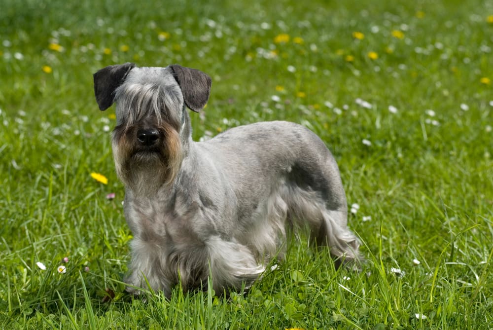 Petland Miami picture of cute Cesky terrier puppy standing in a flower meadow.