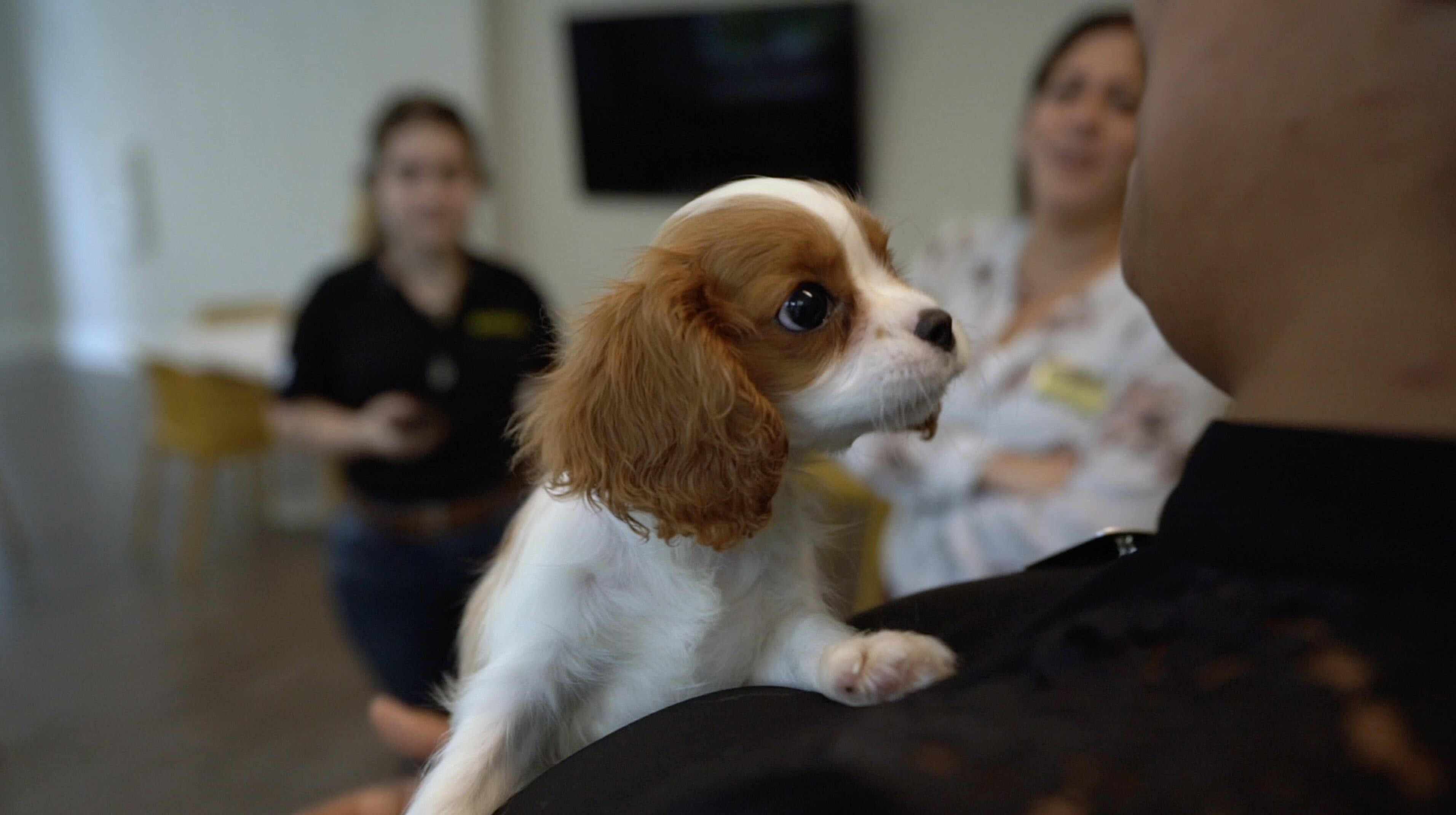 Petland Puppies Arrive at Allegro Senior Center