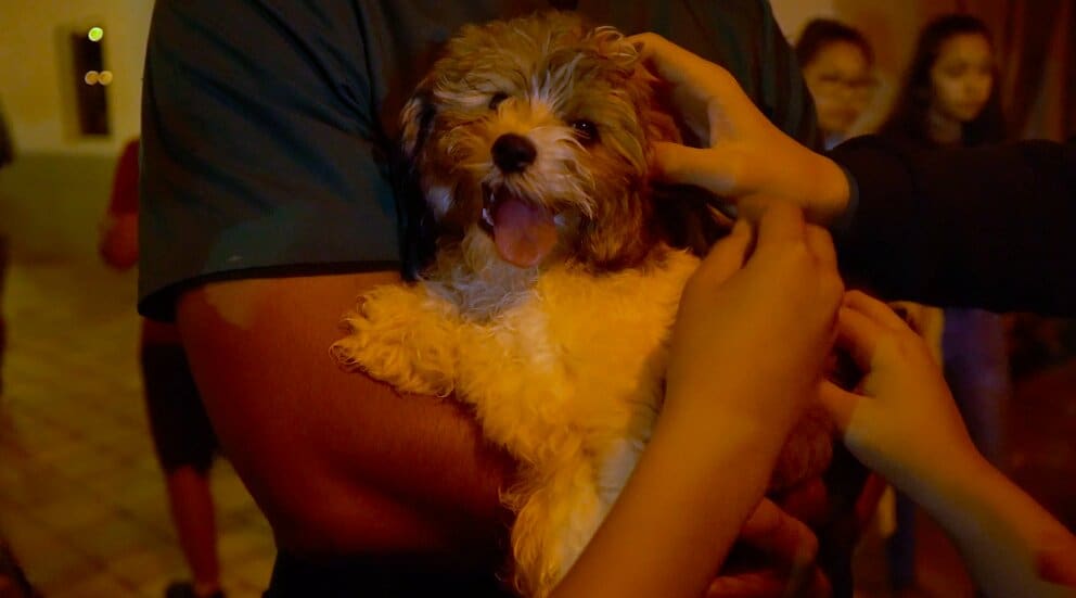 Petland Puppies Appear at The Local Church