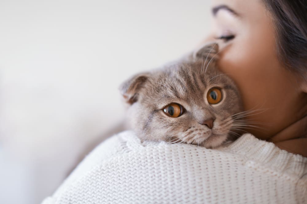 10 Things Your Cat Loves