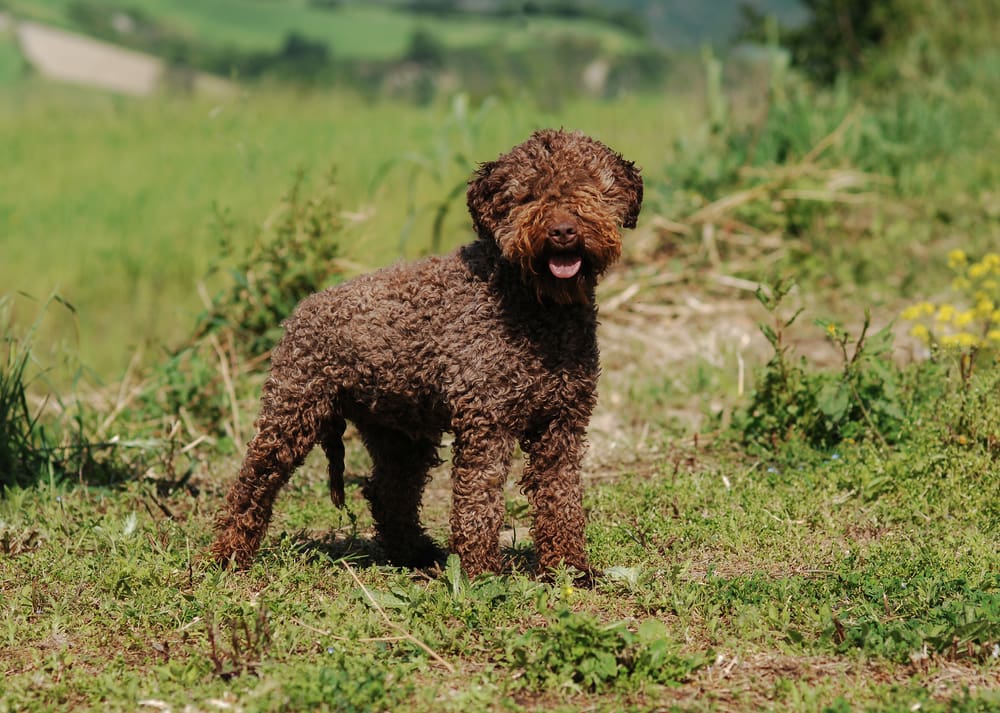 Petland Miami picture of Lagotto Romagnolo dog outside.