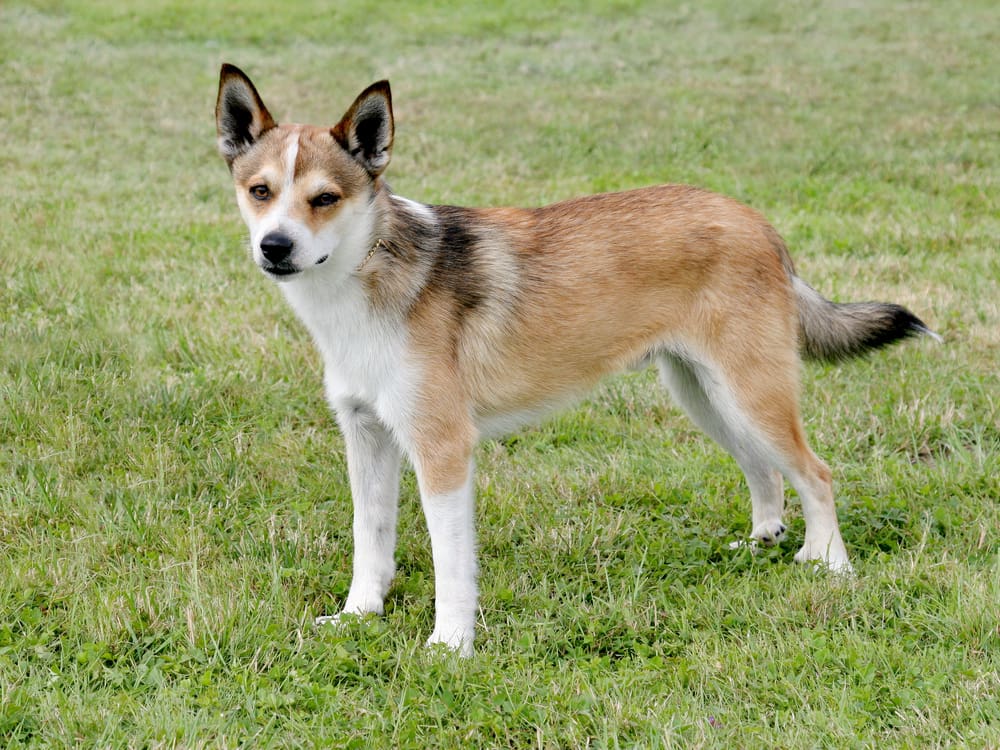 Petland Miami picture of Norwegian Lundehund standing on grass. 