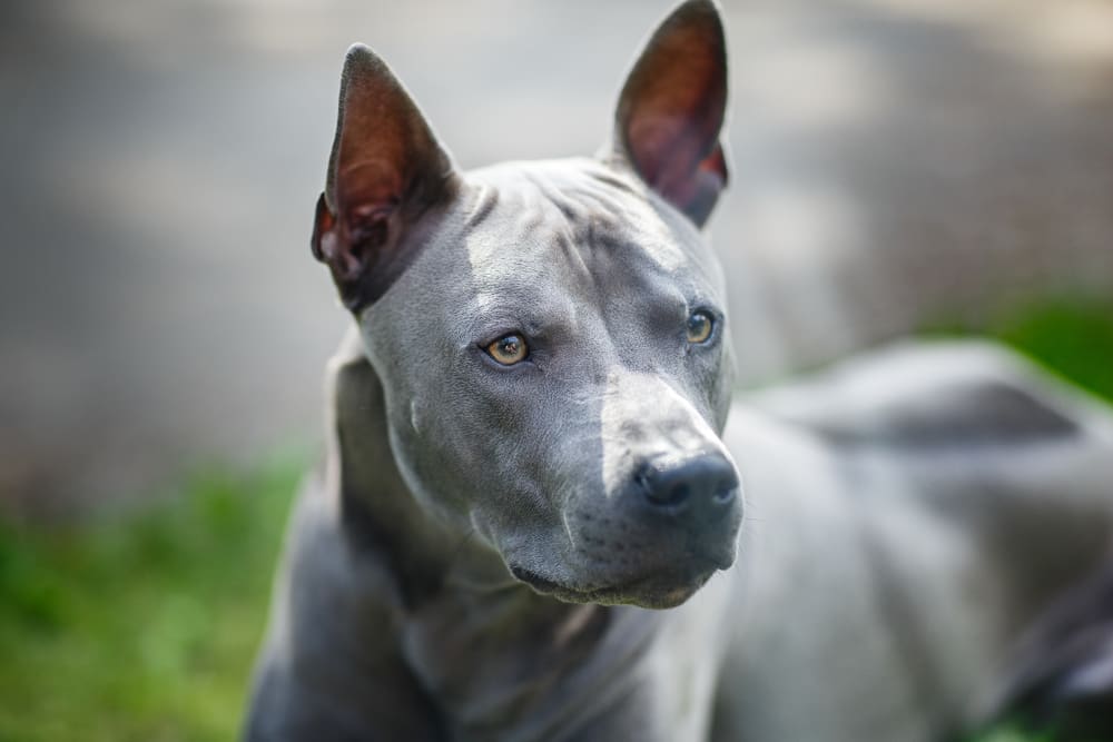 10 Rare Puppy Breeds You Should Know About