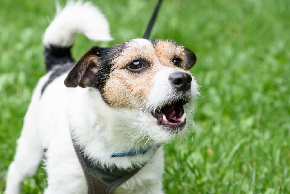 6 Dog Breeds That Love to Bark