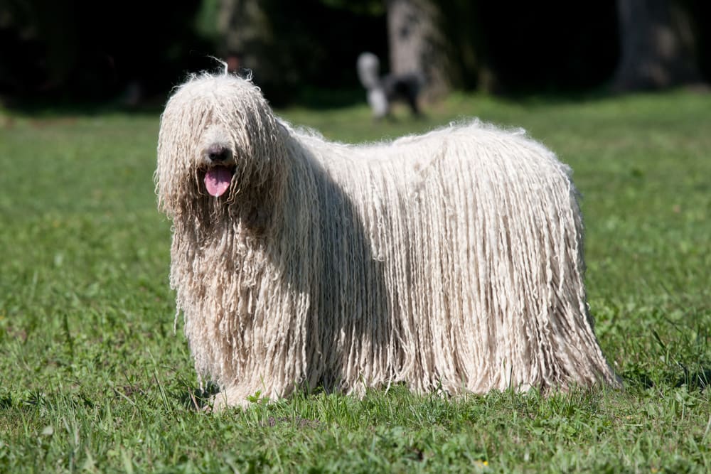 Petland Miami picture of beautiful Komondor (Hungarian sheepdog) puppy posing in the park.
