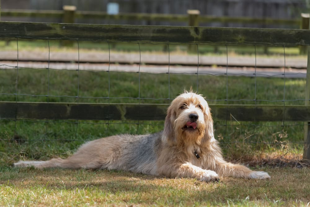 Petland Miami picture of cute Otterhound puppy lying in a field in front of a fence.