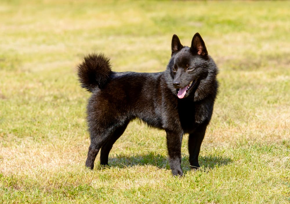 Petland Miami picture of Schipperke puppy standing on the grass.