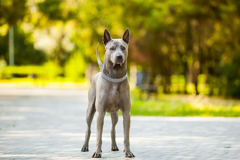 Petland Miami picture of beautiful Thai Ridgeback dog outside. 