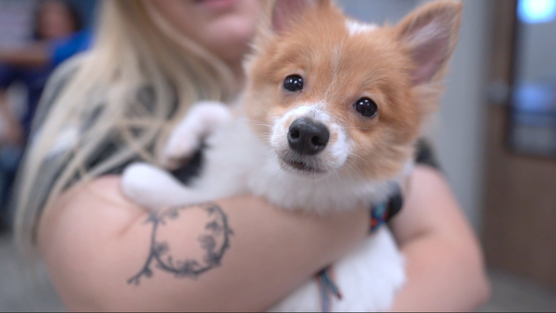 Petland Miami With Puppies to Adult Day Care