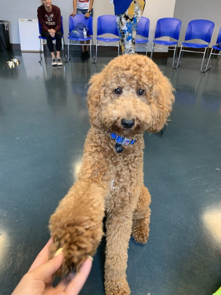 Petland Puppies Join Puppy Therapy at Center