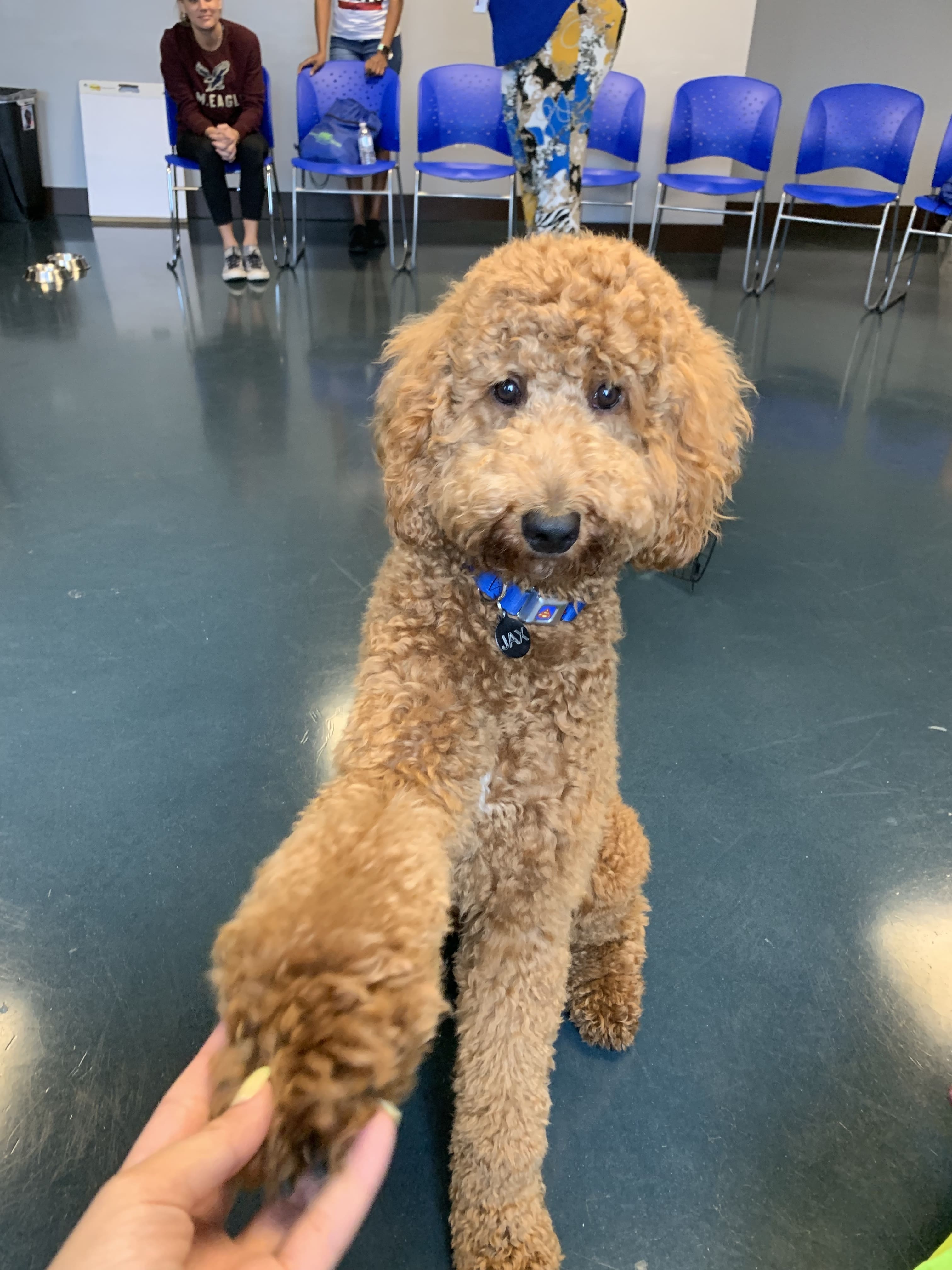 Petland Puppies Join Puppy Therapy at Center