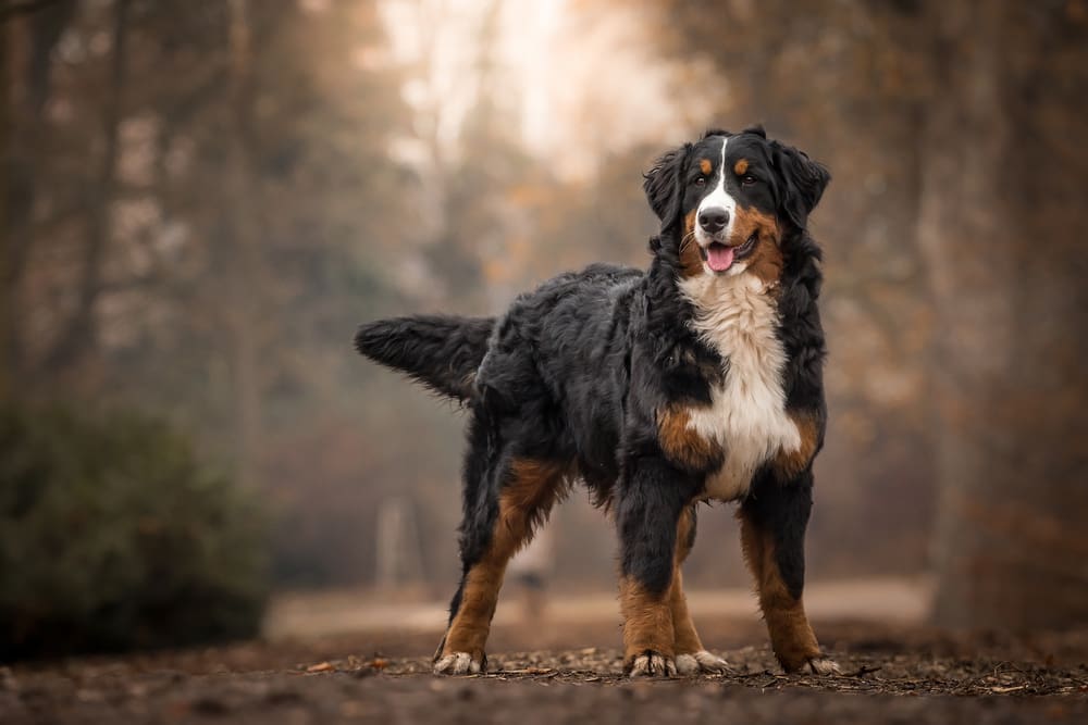 Petland Miami picture of adorable Bernese Mountain Dog standing on park path.