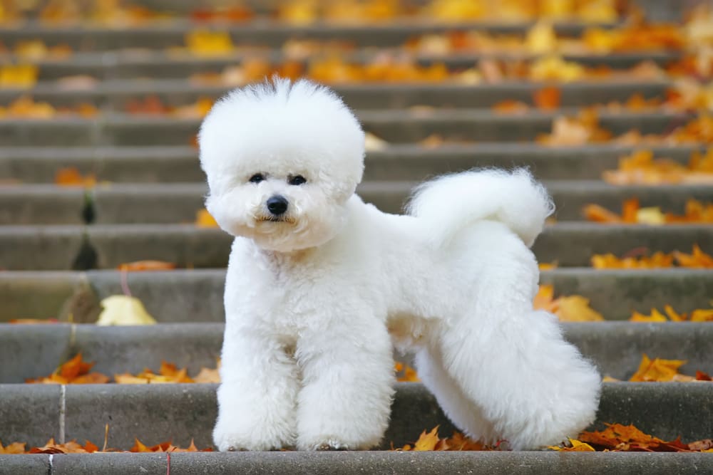Petland Miami picture of cute Bichon Frise dog with a stylish haircut standing on the stairs in a park in autumn.
